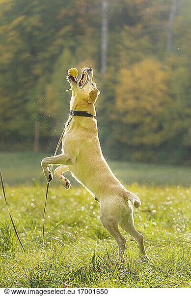 Labrador Retriever catching toy while jumping on grass during autumn