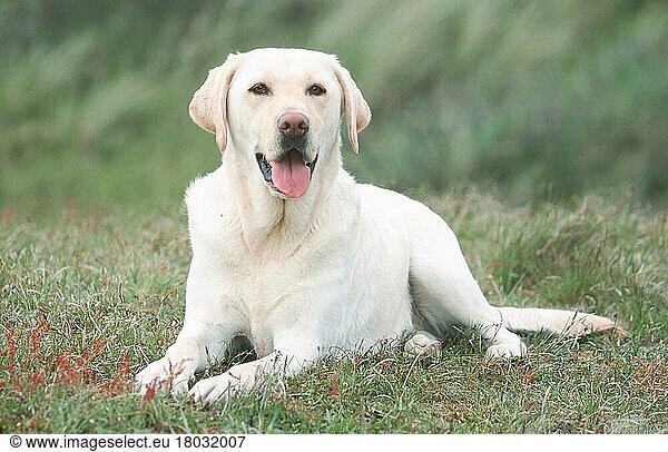 Labrador-Retriever  gelb/ (Saeugetiere) (mammals) (animals) (Haushund) (domestic dog) (Haustier) (Heimtier) (pet) (adult) (außen) (outdoor) (Wiese) (meadow) (Querformat) (horizontal) (hecheln) (panting) (liegen) (lying)