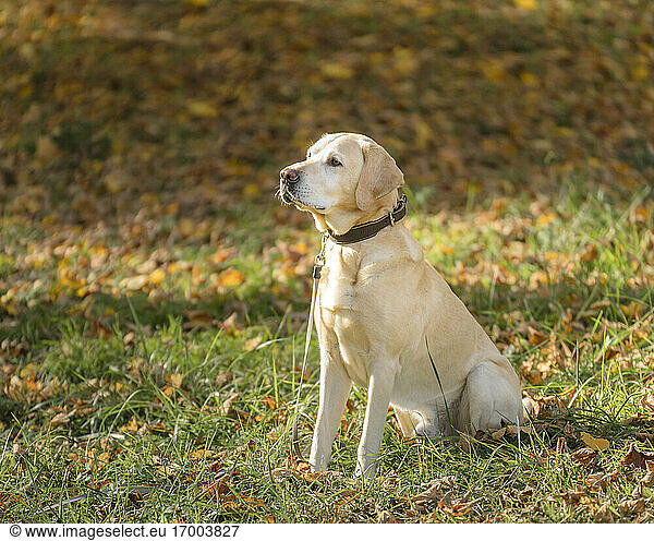 Labrador Retriever in park during autumn
