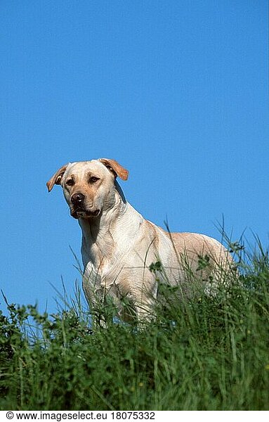 Labrador Retriever  Labrador-Retriever  gelb (animals) (außen) (outdoor) (Wiese) (meadow) (stehen) (standing) (adult) (Säugetiere) (mammals) (Haushund) (domestic dog) (Haustier) (Heimtier) (pet)