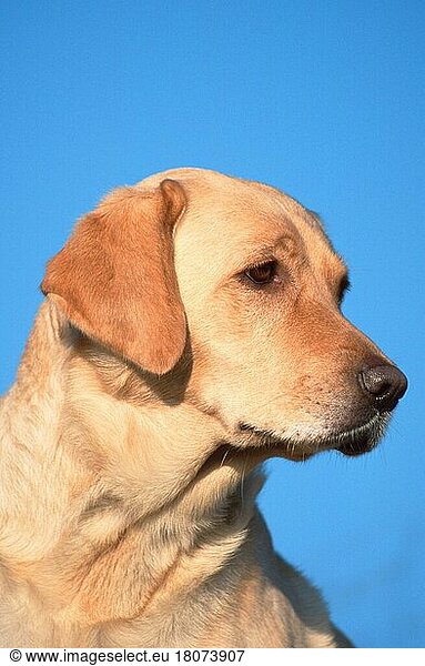 Labrador Retriever  Labrador-Retriever  gelb (animals) (Säugetiere) (mammals) (Haushund) (domestic dog) (Haustier) (Heimtier) (pet) (außen) (outdoor) (Kopf) (head) (Porträt) (portrait) (seitlich) (side) (adult) (vertical)