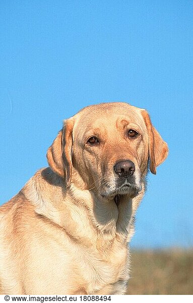 Labrador Retriever  Labrador-Retriever  gelb (animals) (Säugetiere) (mammals) (Haushund) (domestic dog) (Haustier) (Heimtier) (pet) (außen) (outdoor) (Porträt) (portrait) (traurig) (sad) (adult) (sitzen) (sitting) (vertical)