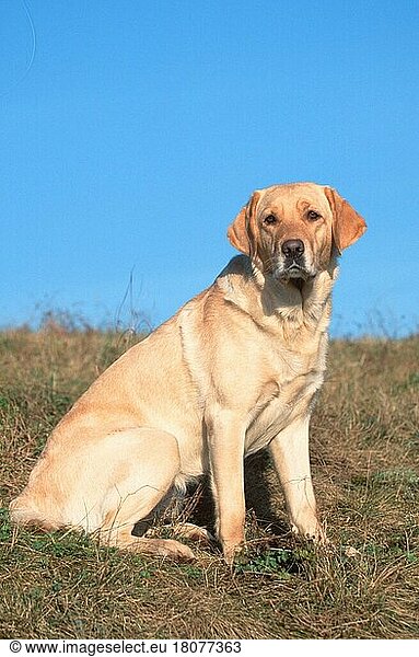 Labrador Retriever  Labrador-Retriever  gelb (animals) (Säugetiere) (mammals) (Haushund) (domestic dog) (Haustier) (Heimtier) (pet) (außen) (outdoor) (seitlich) (side) (Wiese) (meadow) (sitzen) (sitting) (adult) (vertical)