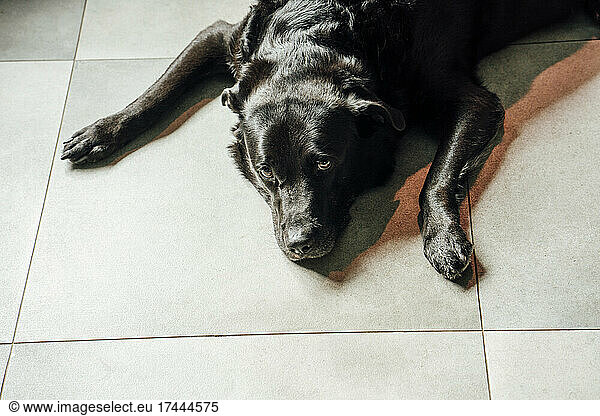 Labrador Retriever lying on floor at home