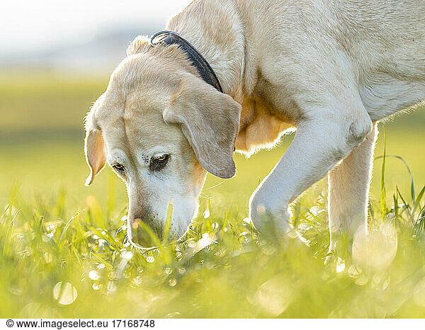 Labrador Retriever on meadow in meadow