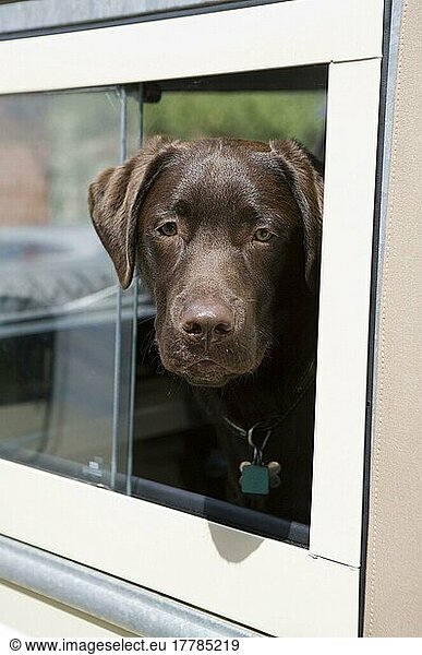 Labrador Retriever  puppy  looking out of car window  England  Great Britain