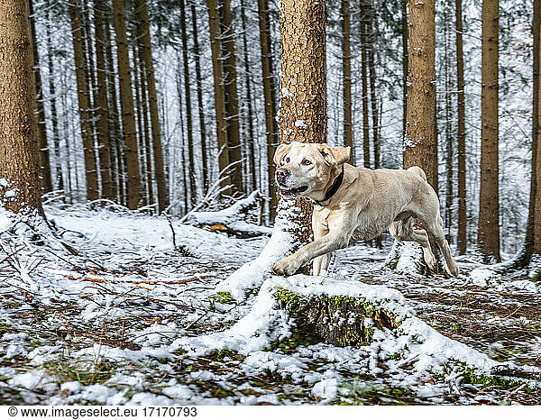 Labrador Retriever running during winter in forest