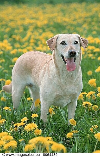 Labrador-Retriever (Saeugetiere) (mammals) (animals) (Haushund) (domestic dog) (Haustier) (Heimtier) (pet) (außen) (outdoor) (Blumen) (Wiese) (meadow) (Frühling) (spring) (stehen) (standing) (adult)