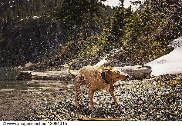 Labrador Retriever splashing water while standing by lake