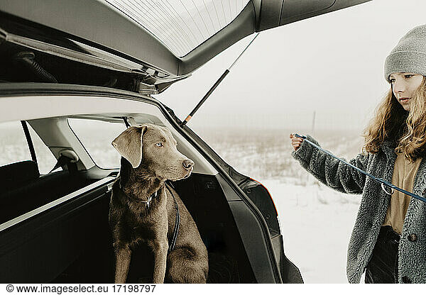 Labrador Retriever waiting in open car trunk for female owner