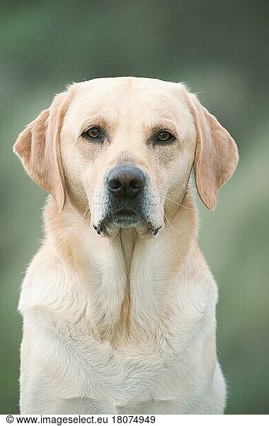 Labrador Retriever  yellow/ (mammals) (animals) (domestic dog) (pet) (adult) (outside) (outdoor) (frontal) (head-on) (from the front) (portrait) (portrait) (sitting) (vertical)