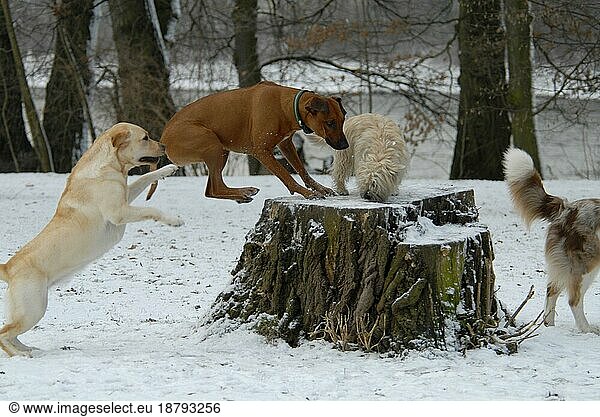 Labrador  Rhodesian Ridgeback  Cairn Terrier  3 domestic dogs (canis lupus familiaris)  playing  jumping  motion  action  fun  snow  winter  tree  log  snowy  tree stump  snowy  dog  dogs  hound  domestic animals  pe