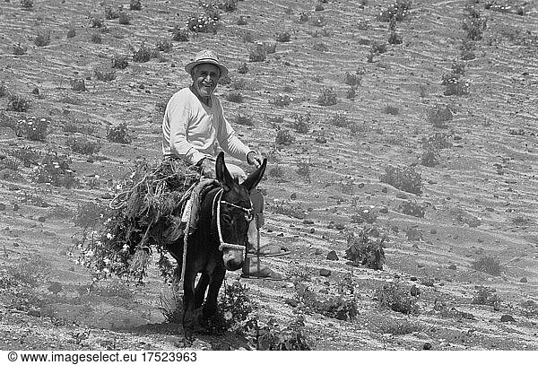 Lachender Mann auf Esel reitet über Feld  Santorini  Schwarzweißfoto  Santorin  Griechenland  Europa