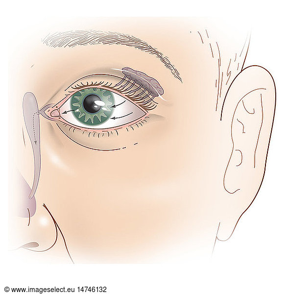 LACRIMAL APPARATUS LACRIMAL APPARATUS, DRAWING,normal,lacrimal,lacrimal ...