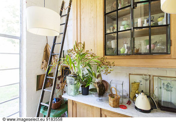 Ladder  plants and cabinets in rustic house