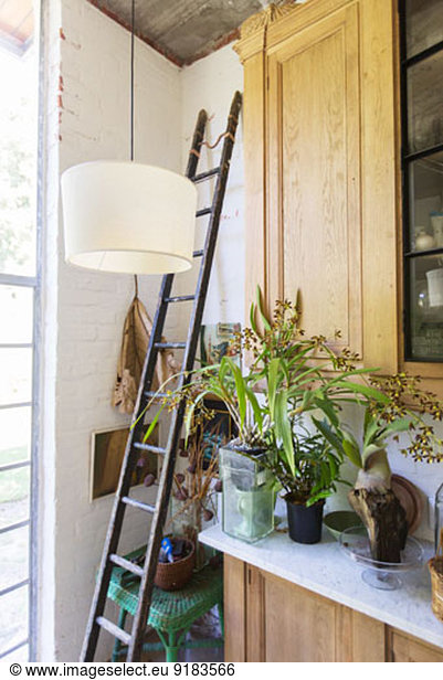 Ladder  plants and cabinets in rustic house