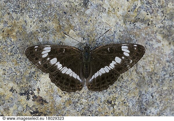 Ladoga camilla  Small butterfly  Small kingfisher  Other animals  Insects  Butterflies  Animals  White Admiral rest on stone