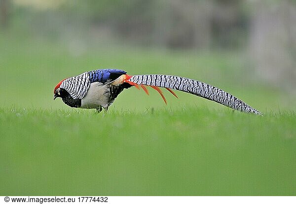 Lady Amherst's lady amherst's pheasant (Chrysolophus amherstiae) introduced species  adult male feeding in field  Norfolk  England  United Kingdom  Europe