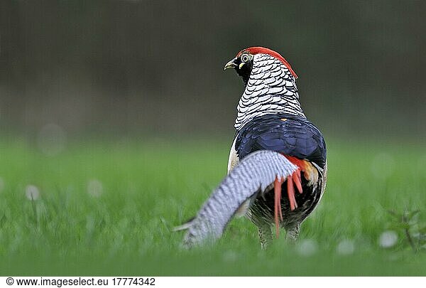Lady Amherst's lady amherst's pheasant (Chrysolophus amherstiae) introduced species  adult male standing in field  Norfolk  England  United Kingdom  Europe