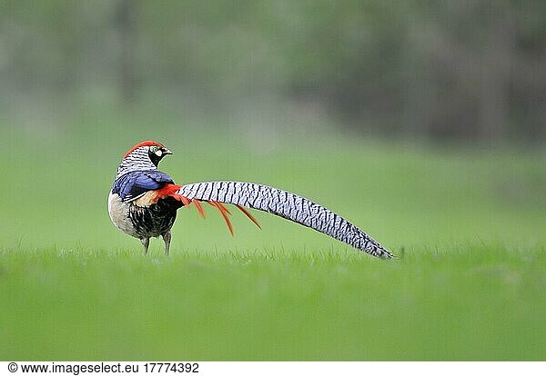 Lady Amherst's lady amherst's pheasant (Chrysolophus amherstiae) introduced species  adult male standing in field  Norfolk  England  United Kingdom  Europe