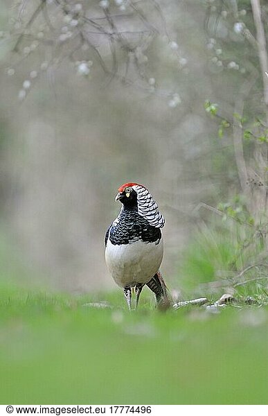 Lady Amherst's Pheasant (Chrysolophus amhertiae) introduced species  adult male  walking along a country lane  Norfolk  England  United Kingdom  Europe