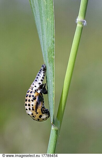 Ladybird (Coccinella) larva