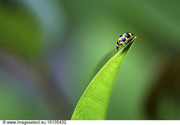 Ladybug (Coccinellidae sp) on a leaf  France