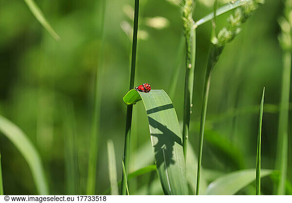 Ladybugs mating on green leaf