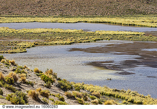 Laguna Turquiri; Abteilung Potosi  Bolivien