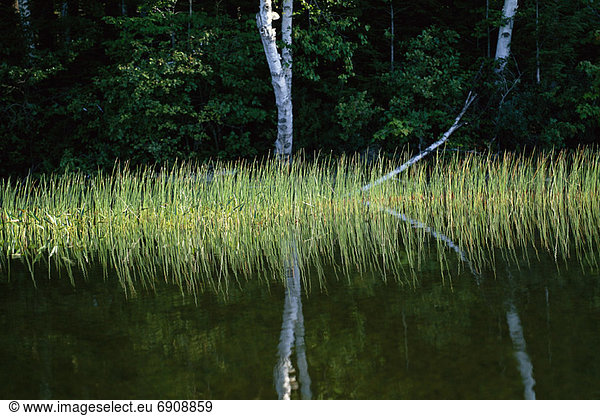 Lake and Trees with Reflection  Otter Lake  Haliburton  Ontario  Canada