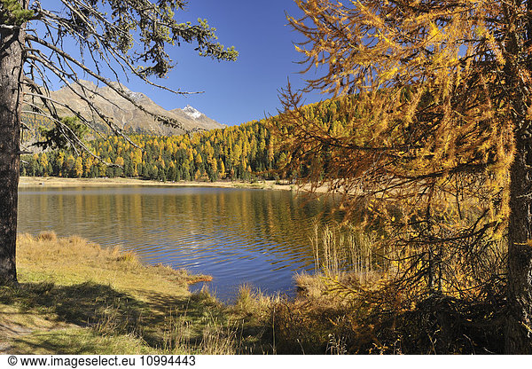 Lake Staz in Autumn  St. Moritz  Engadin  Canton of Gruabunden  Switzerland