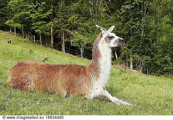 Lama (Lama)  Reit im Winkl  Deutschland  Europa