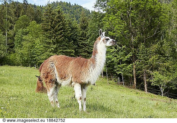 Lama (Lama)  Reit im Winkl  Deutschland  Europa