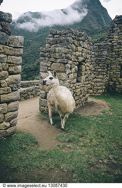 Lama steht auf alten Ruinen gegen Berg