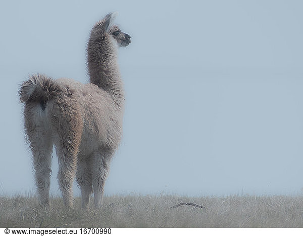 Lama von Perú  Tiere der Anden