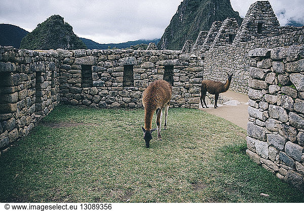 Lamas stehen an alten Ruinen vor bewölktem Himmel