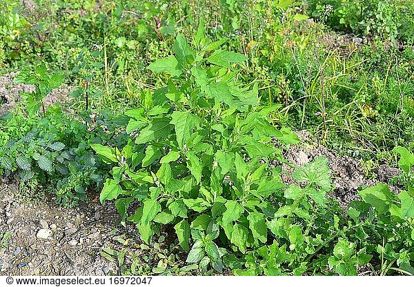 Lamb's quarters  goosefoot or fat-hen (Chenopodium album) is an edible annual plant. This photo was taken in Baix Llobregat  Barcelona province  Catalonia  Spain.