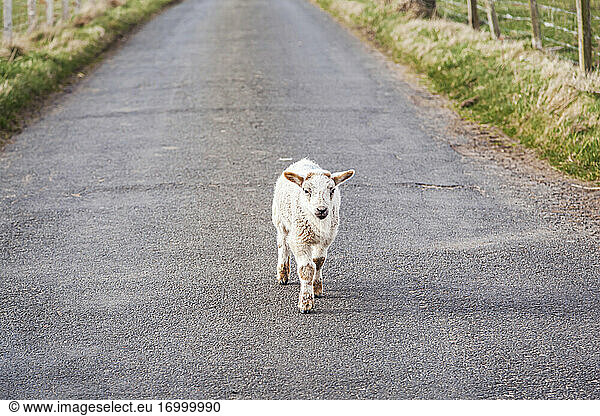 Lamb walking on country road