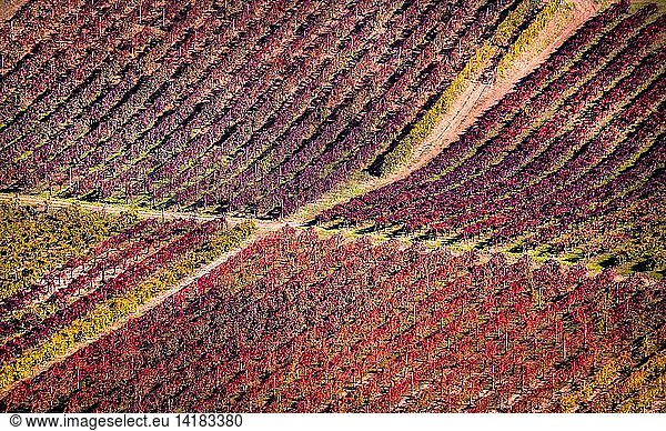 Lambrusco vineyards  Modena  Emilia-Romagna  Italy