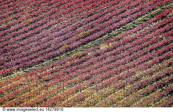 Lambrusco vineyards  Modena  Emilia-Romagna  Italy