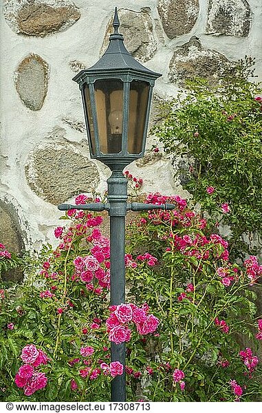 Lamp among red roses at a old stone wall in the idyllic downtown of Ystad  Scania  Sweden  Scandinavia  Europe