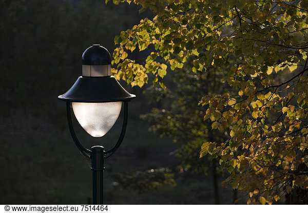 Lamp and yellow autumnal leaves of a lime tree  near Wustermark  Brandenburg  Germany  Europe