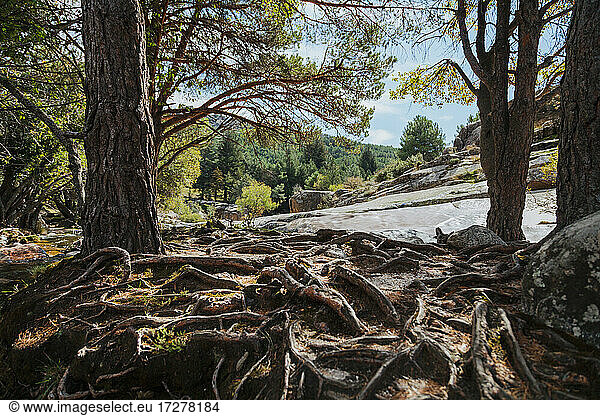 Land am Fluss  bedeckt mit Baumwurzeln im Wald von La Pedriza  Madrid  Spanien