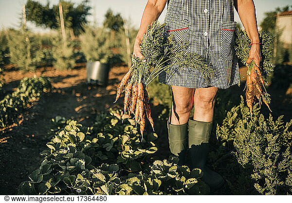 Landarbeiterin pflückt Karotten auf einer Plantage