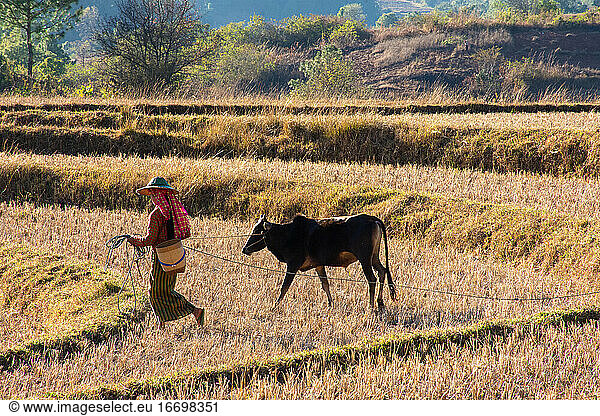 Landleben inmitten von Myanmar