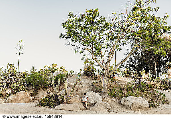 Landscape of cactus garden with preschool aged boy climbing rocks