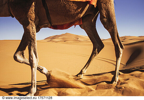 Landscape of Merzouga's dunes through the legs of a camel.