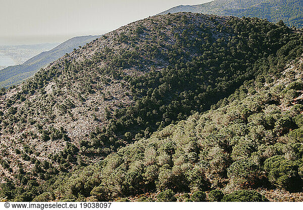 Landscape of mountain covered in pine trees on the coast of Malaga
