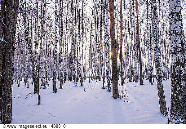 Landscape of snow covered forest