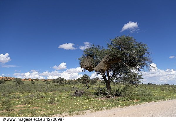 Landscape of the Kalahari  Kgalagadi Transfrontier Park  Kalahari desert  south Africa/Botswana.